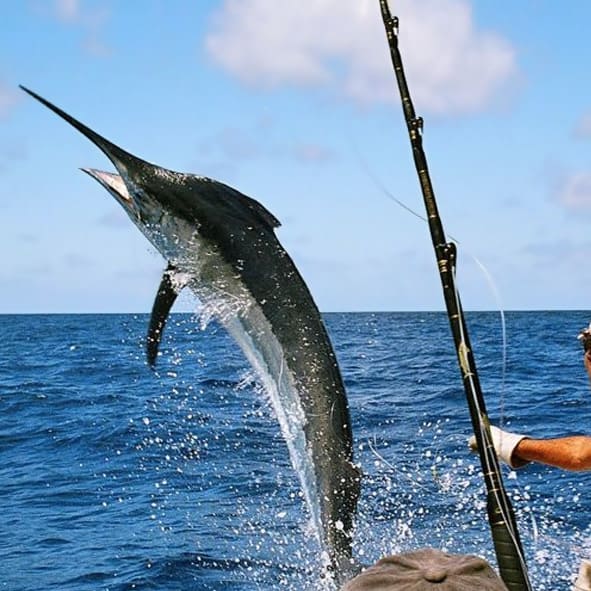 Pesca Deportiva en La Paz